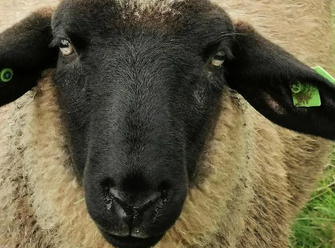 Johannesberg Oldebroek