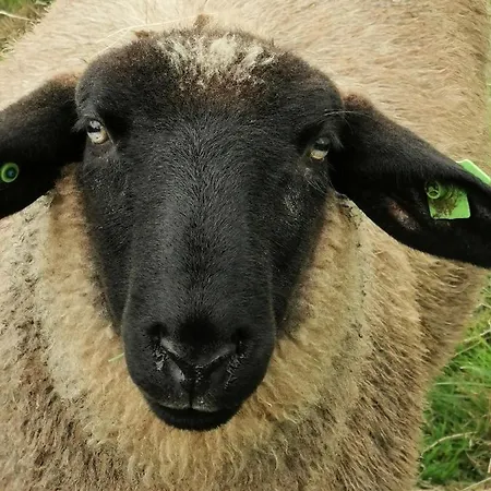 Johannesberg Oldebroek