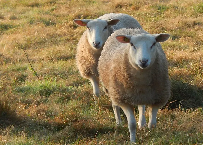 فندق مبيت وإفطار Johannesberg 3*